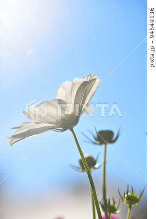 青空と白いコスモス 94649136