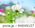 まぶしい青空とコスモス畑 94649137