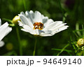 白いコスモスとミツバチ 94649140