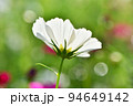 白いコスモス 94649142