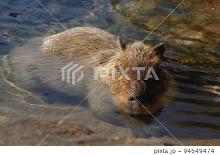 カピバラはよくカピパラと言われる。水に浸かる姿が可愛い愛嬌のある動物。 94649474