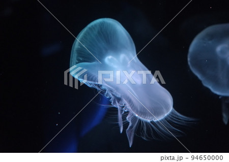 水族館 水族館 94650000