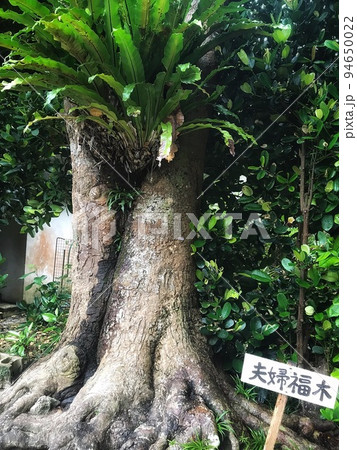 沖縄 夫婦フクギ 沖縄 夫婦フクギ 94650022
