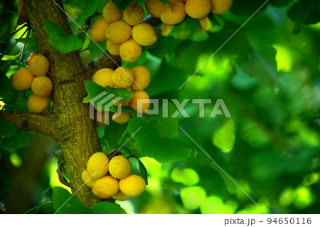 銀杏の実が沢山熟す 94650116