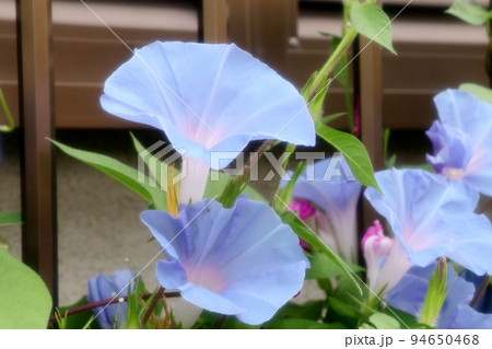 夏の花：あさがお：アサガオ：庭の花壇 94650468