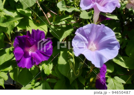 夏の花：あさがお：アサガオ：庭の花壇 94650487