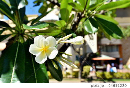 ハワイの休日 94651220