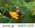 日本の秋の野原に咲くキバナコスモスの蜜を吸うオオスカシバ 94651309