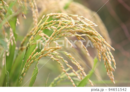 収穫間近のイネ　　 94651542