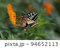 日本の秋の庭に咲くキバナコスモスの蜜を吸うナミアゲハ 94652113