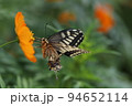 日本の秋の庭に咲くキバナコスモスの蜜を吸うナミアゲハ 94652114