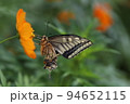 日本の秋の庭に咲くキバナコスモスの蜜を吸うナミアゲハ 94652115