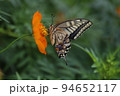 日本の秋の庭に咲くキバナコスモスの蜜を吸うナミアゲハ 94652117