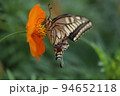 日本の秋の庭に咲くキバナコスモスの蜜を吸うナミアゲハ 94652118