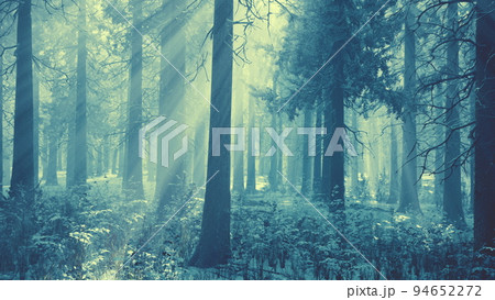 Impressive view of fog and sunlight after frost on the pine forest Impressive view of fog and sunlight after frost on the pine forest 94652272