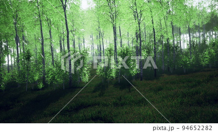 panorama of birch forest with sunlight 94652282