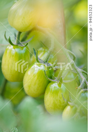 Cherry tomatoes grow in the garden. Cherry tomatoes begin to ripen on the bush. 94652323