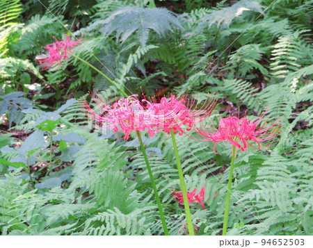 東高根森林公園の彼岸花 94652503