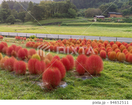 公園の紅葉したコキア 94652511