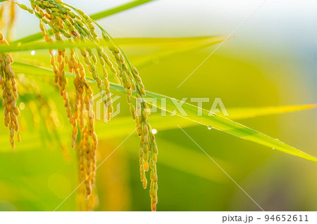 【稲素材】朝の中野の棚田の稲【山梨県】 94652611