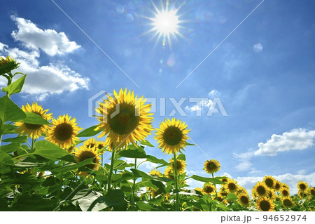 ヒマワリの花畑と青空に太陽と雲 ヒマワリの花畑と青空に太陽と雲 94652974