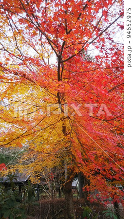 紅葉彩るふるさとの秋の風景 94652975