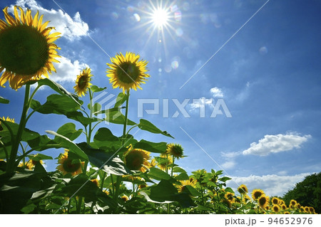 ヒマワリの花畑と青空に太陽と雲 94652976