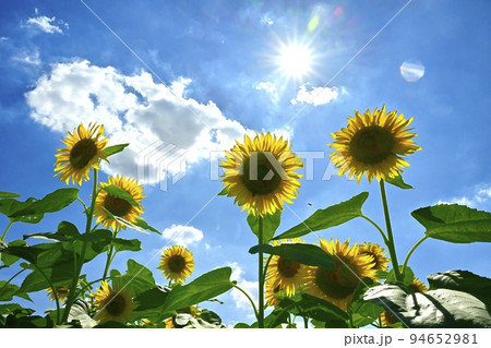 ヒマワリの花畑と青空に太陽と雲 ヒマワリの花畑と青空に太陽と雲 94652981