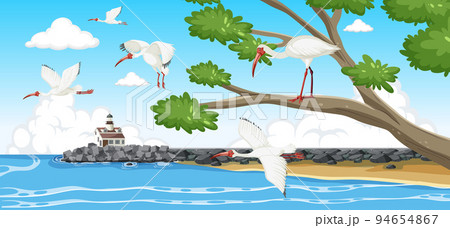 American white ibis group at the coast American white ibis group at the coast 94654867