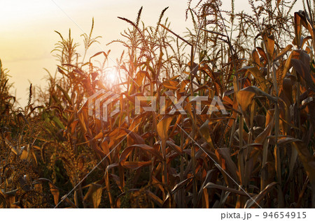 Dry corn stalks with cobs backlit by sun at fields autumn time Dry corn stalks with cobs backlit by sun at fields autumn time 94654915