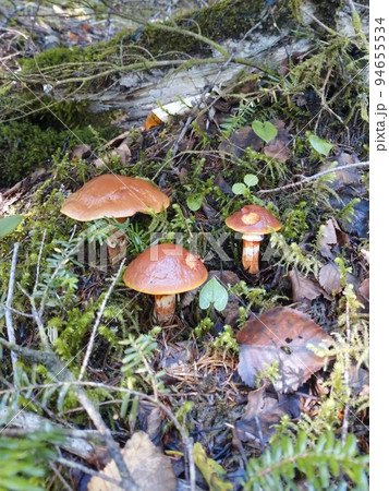 富士山の森で見つけたハナイグチ / Suillus grevillei in Mt.Fuji For 富士山の森で見つけたハナイグチ / Suillus grevillei in Mt.Fuji For 94655534