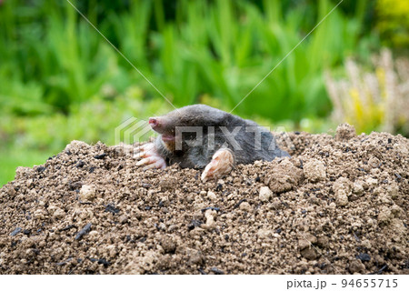European mole (Talpa europaea) destroying lawn with its mole hills and underground tunnels 94655715