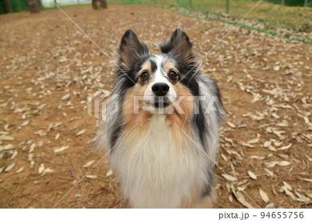 犬 みつめる シェルティ 犬 みつめる シェルティ 94655756