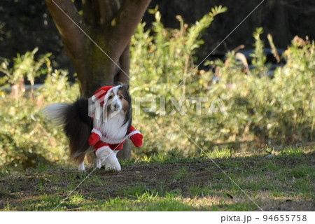 サンタ犬 サンタ犬 94655758