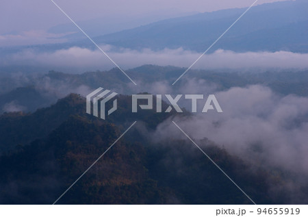 Fog in forest. Fog in forest. 94655919