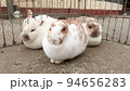 まんまるウサギ 94656283