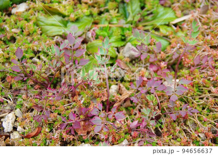 セリ・フラミンゴと紅葉したセダム セリ・フラミンゴと紅葉したセダム 94656637