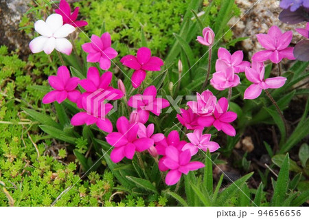 アッツザクラ 94656656