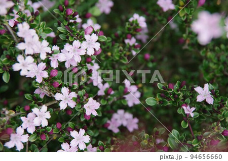 白丁花　ハクチョウゲ 94656660