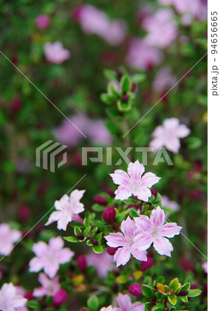 白丁花 ハクチョウゲ 白丁花 ハクチョウゲ 94656665