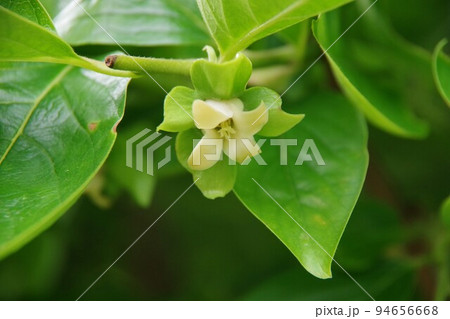 柿の花 94656668