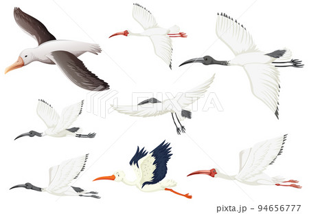 Set of different white birds Set of different white birds 94656777