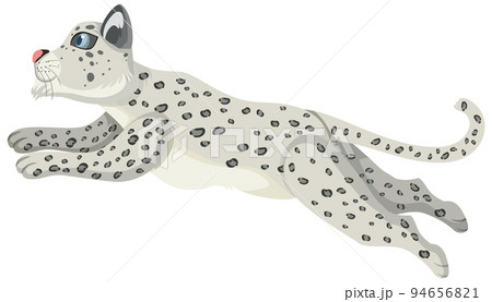 Snow leopard isolated on white background 94656821