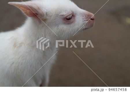 悲しげなワラビーの横顔 94657458