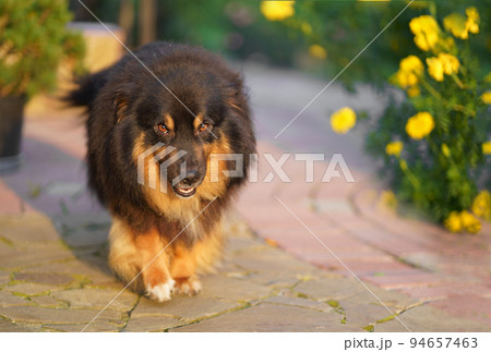 A brown mixed breed dog with a tongue hanging out and a happy face walks near a private house. Life with a dog. 94657463