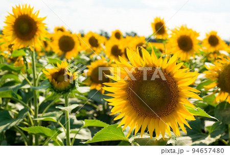 beautiful natural background with a field of blooming sunflowers on a sunny day 94657480