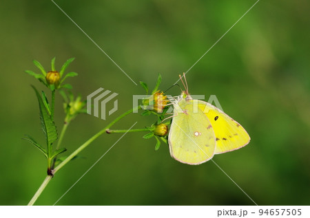 モンキチョウ 94657505