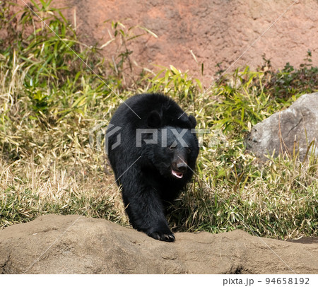 二ホンツキノワグマ 94658192