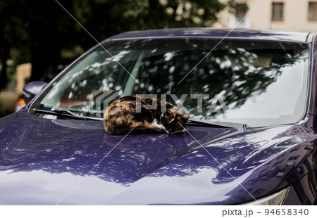 cat sleeps on the hood of a car 94658340