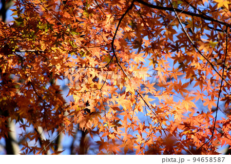 もみじ 94658587
